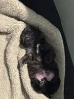 Crash x Benelli, a male Cane Corso for sale in Williamstown, KY – 4 of 10
