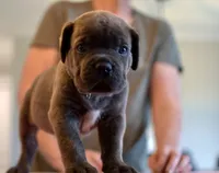 Green, a male Cane Corso for sale in Williamstown, KY – 3 of 7