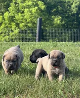 Crash x Benelli, a male Cane Corso for sale in Williamstown, KY – 9 of 10