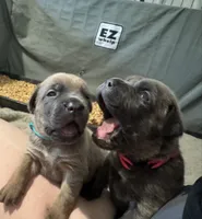 Crash x Benelli, a male Cane Corso for sale in Williamstown, KY – 6 of 10