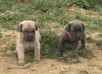 Crash x Benelli, a male Cane Corso for sale in Williamstown, KY – 3 of 10