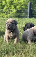 Crash x Benelli, a female Cane Corso for sale in Williamstown, KY – 4 of 9