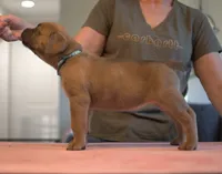 Teal, a female Cane Corso for sale in Williamstown, KY – 8 of 8