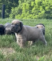 Crash x Benelli, a female Cane Corso for sale in Williamstown, KY – 9 of 9