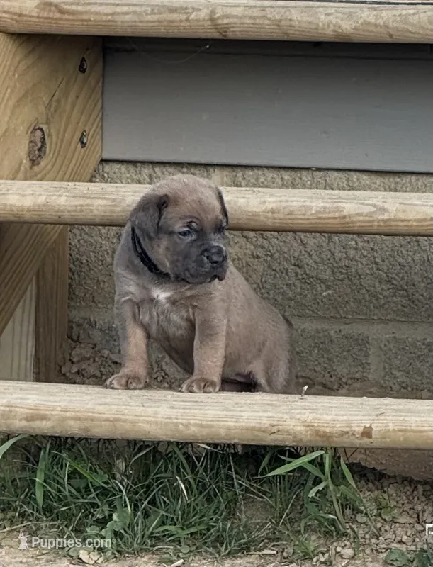 Crash x Benelli – Cane Corso puppy for sale in Williamstown, KY