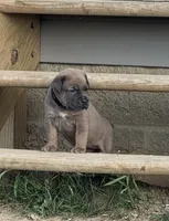 Crash x Benelli, a female Cane Corso for sale in Williamstown, KY – 1 of 9