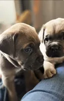 Teal, a female Cane Corso for sale in Williamstown, KY – 2 of 8
