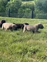 Crash x Benelli, a male Cane Corso for sale in Williamstown, KY – 7 of 10