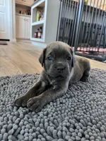 Green, a male Cane Corso for sale in Williamstown, KY – 7 of 7