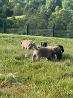 Crash x Benelli, a female Cane Corso for sale in Williamstown, KY – 2 of 9