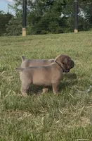 Crash x Benelli, a female Cane Corso for sale in Williamstown, KY – 3 of 9