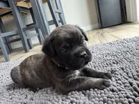 Blue, a male Cane Corso for sale in Williamstown, KY – 5 of 8