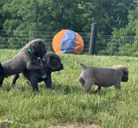 Crash x Benelli, a female Cane Corso for sale in Williamstown, KY – 7 of 9