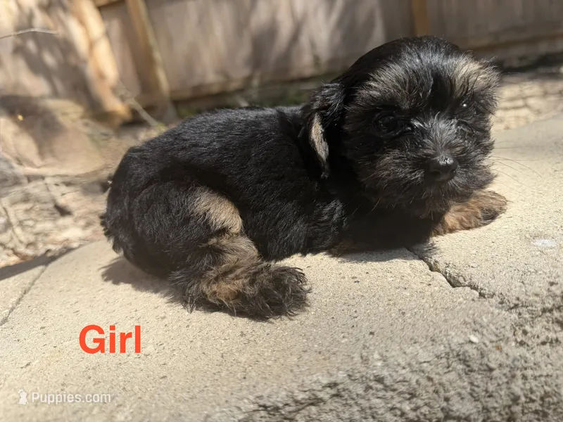 Lucy – Morkie puppy for sale in Conroe, TX