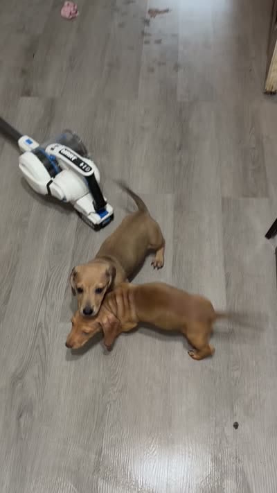 Bilbo, a male Miniature Dachshund for sale in Richwood, WV – 2 of 2