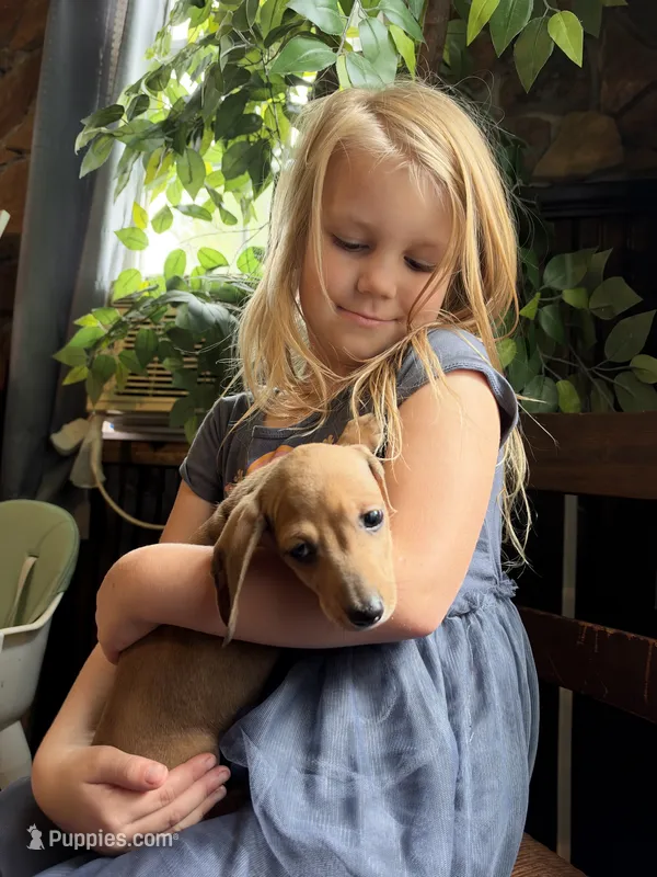 Bilbo – Miniature Dachshund puppy for sale in Richwood, WV