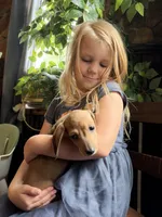 Bilbo, a male Miniature Dachshund for sale in Richwood, WV – 1 of 2
