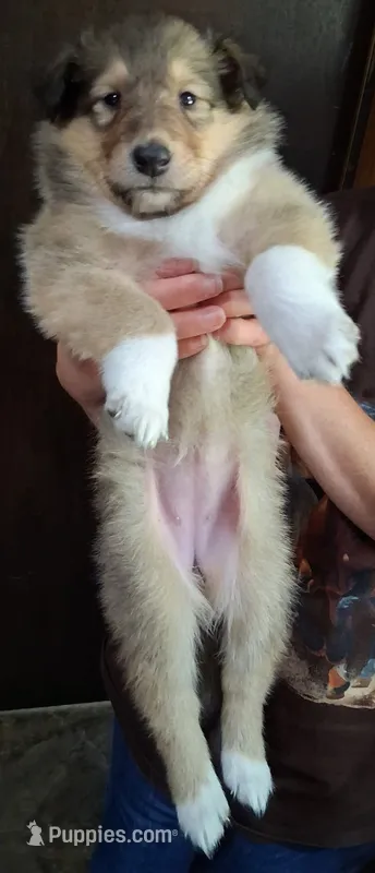 Velma  – Collie puppy for sale in Huntington, WV
