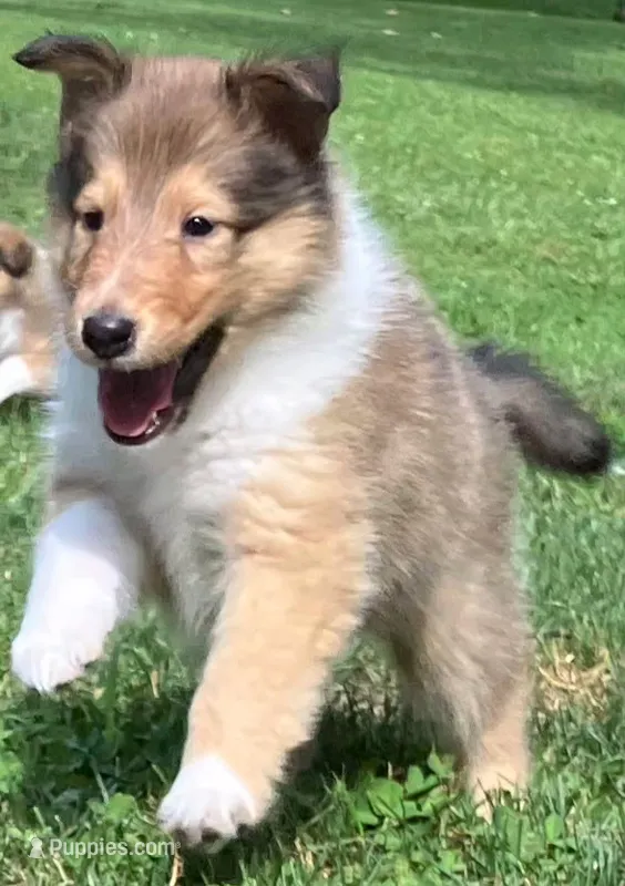 Sandy – Collie puppy for sale in Huntington, WV