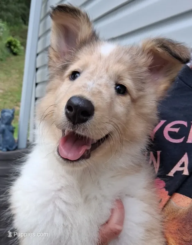 Sugar – Collie puppy for sale in Huntington, WV