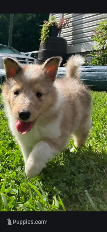 Sugar – Collie puppy for sale in Huntington, WV