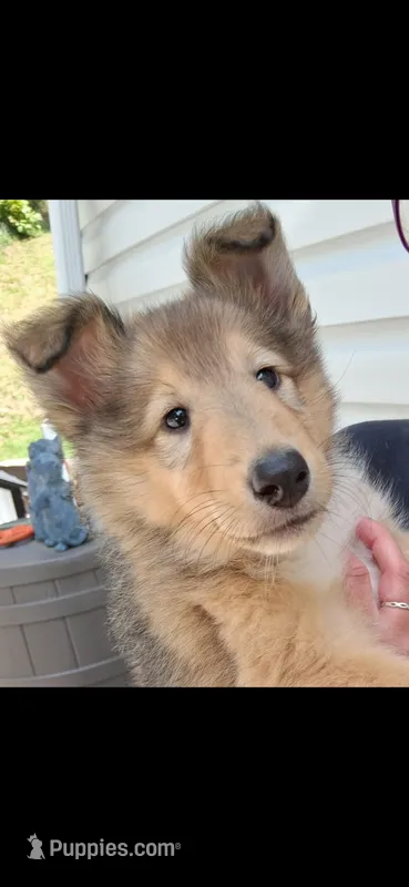 Velma  – Collie puppy for sale in Huntington, WV