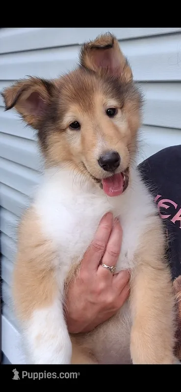 Sandy – Collie puppy for sale in Huntington, WV
