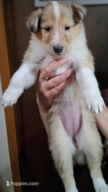 Sandy – Collie puppy for sale in Huntington, WV