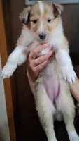 Sandy, a female Collie for sale in Huntington, WV – 1 of 2