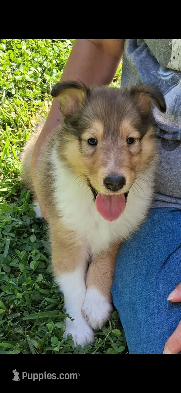 Sandy – Collie puppy for sale in Huntington, WV