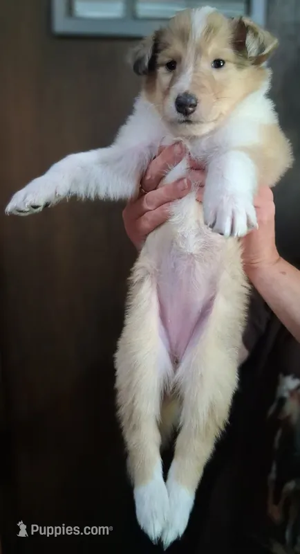 Suzy – Collie puppy for sale in Huntington, WV