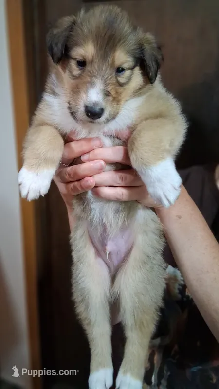 Andy – Collie puppy for sale in Huntington, WV
