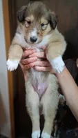 Andy, a male Collie for sale in Huntington, WV – 1 of 2