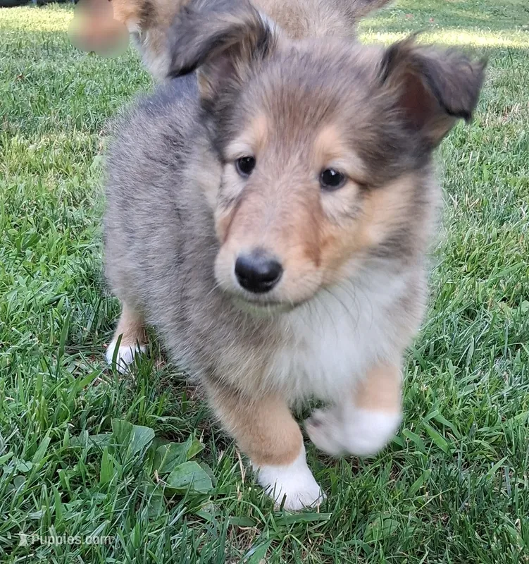 Velma  – Collie puppy for sale in Huntington, WV