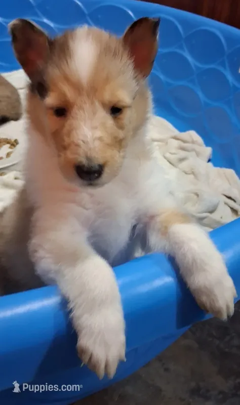 Sugar – Collie puppy for sale in Huntington, WV