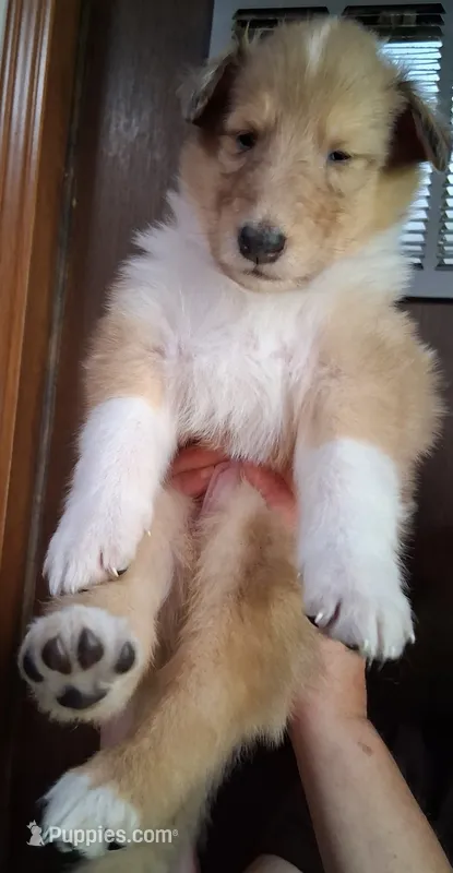 Rocky – Collie puppy for sale in Huntington, WV