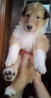 Rocky, a male Collie for sale in Huntington, WV – 1 of 2