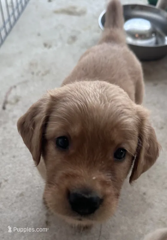 Coco – Golden Retriever puppy for sale in Petersburg, MI