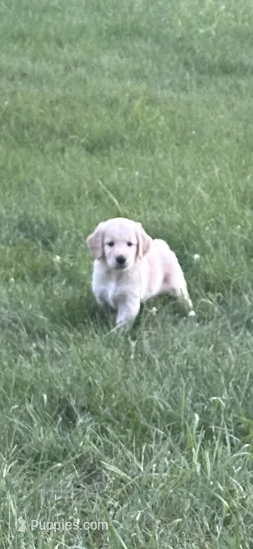 Frank – Golden Retriever puppy for sale in Petersburg, MI