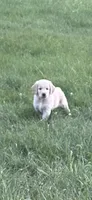 Frank, a male Golden Retriever for sale in Petersburg, MI – 1 of 2