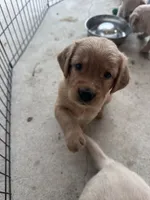Coco, a female Golden Retriever for sale in Petersburg, MI – 3 of 3
