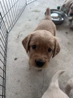 Coco, a female Golden Retriever for sale in Petersburg, MI – 2 of 3