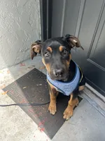 Uzi, a male Rottweiler and Labrador Retriever for sale in West Palm Beach, FL – 2 of 2
