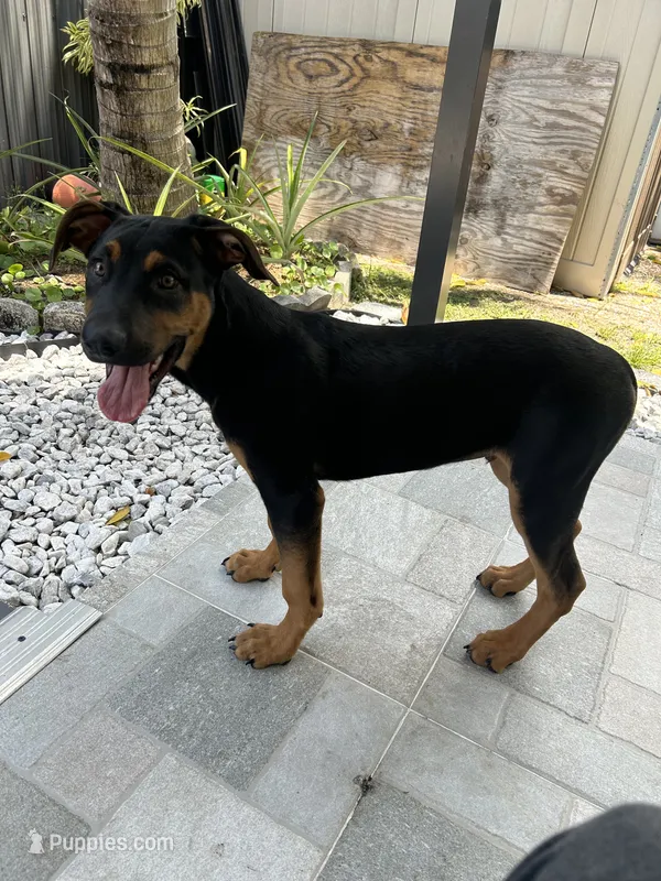 Uzi – Rottweiler, Labrador Retriever puppy for sale in West Palm Beach, FL