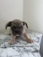 Thomas , a male French Bulldog for sale in Washington, DC – 3 of 3