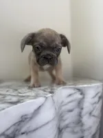Thomas , a male French Bulldog for sale in Washington, DC – 2 of 3