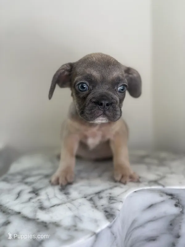 Thomas  – French Bulldog puppy for sale in Washington, DC