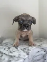 Thomas , a male French Bulldog for sale in Washington, DC – 1 of 3