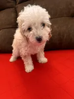 toy , a male Poodle - Toy  for sale in Harrisonburg, VA – Photo 1 of 2