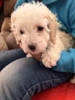 toy , a male Poodle - Toy  for sale in Harrisonburg, VA – Photo 2 of 2